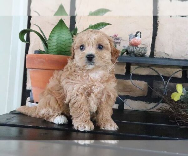 Medium Photo #3 ShihPoo Puppy For Sale in CANTON, OH, USA
