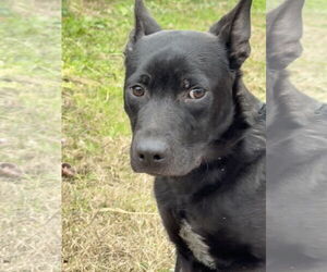 Bart - Male Mutt Dog for Adoption - Photo #3