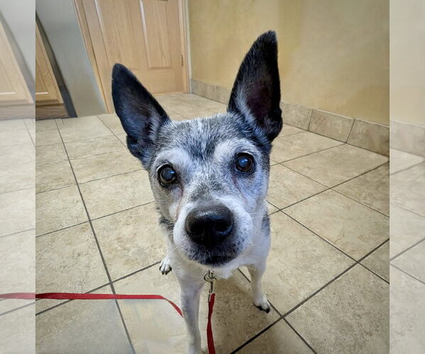 Medium Photo #5 Rat Terrier Puppy For Sale in Atlanta, GA, USA