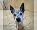 Small #4 Rat Terrier