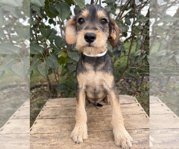Medium Photo #3 Schnoodle (Miniature) Puppy For Sale in MIDDLEBURY, IN, USA