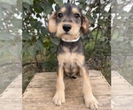 Small #2 Schnoodle (Miniature)