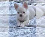 Polar Bear tuck - Male French Bulldog Puppy for Sale - Photo #3