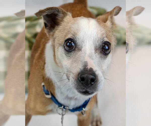 Medium Photo #1 Jack Russell Terrier-Unknown Mix Puppy For Sale in Kennesaw, GA, USA