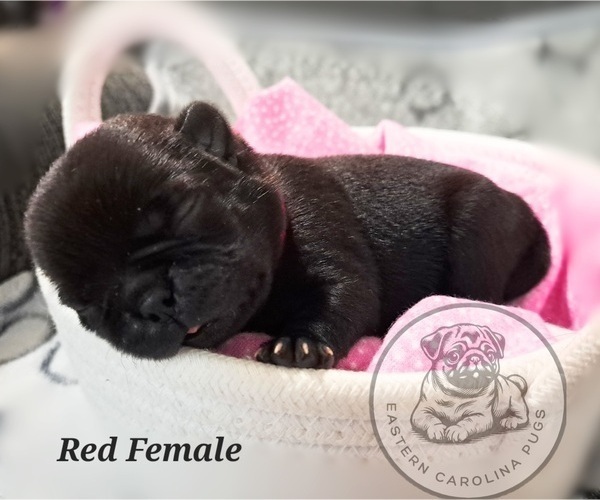 Medium Photo #2 Pug Puppy For Sale in NEW BERN, NC, USA