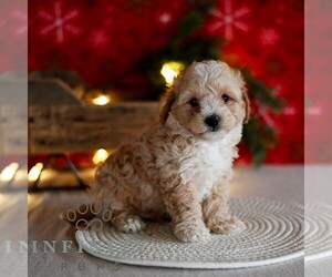 Maltipoo Puppy for sale in MILL HALL, PA, USA