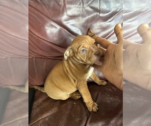 American Bully Puppy for sale in Winnipeg, Manitoba, Canada