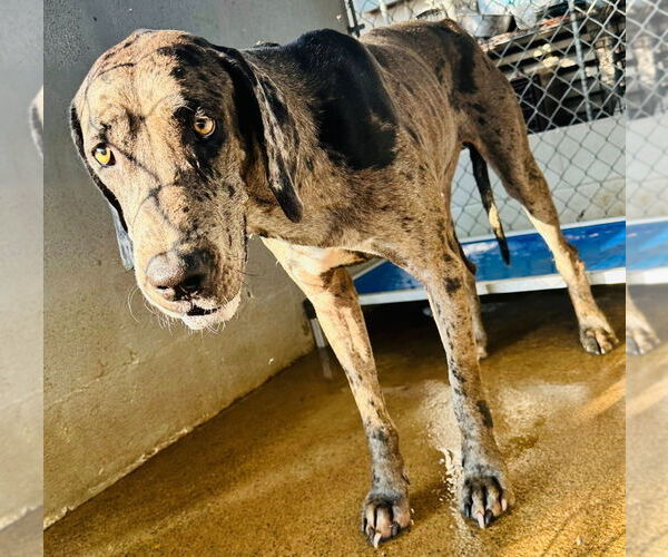 Medium Photo #1 Great Dane Puppy For Sale in Bullard, TX, USA