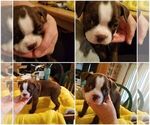 Small Photo #1 Boston Terrier Puppy For Sale in ROLLA, MO, USA