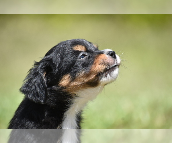 Medium Photo #2 Miniature American Shepherd Puppy For Sale in PALM COAST, FL, USA