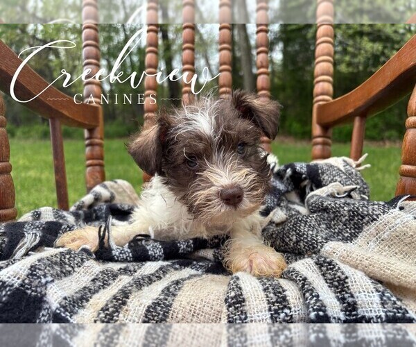 Medium Photo #21 Schnauzer (Miniature) Puppy For Sale in NIANGUA, MO, USA