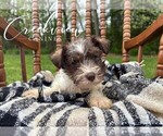 Small Photo #21 Schnauzer (Miniature) Puppy For Sale in NIANGUA, MO, USA