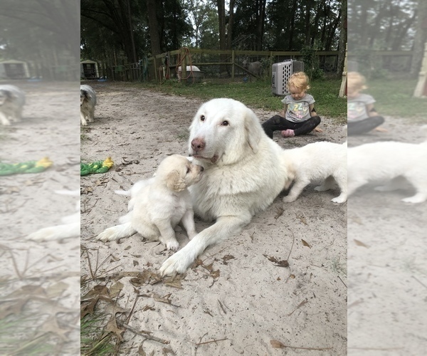 Medium Photo #7 Great Pyrenees-Pyredoodle Mix Puppy For Sale in NEWBERRY, FL, USA
