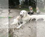 Small Photo #7 Great Pyrenees-Pyredoodle Mix Puppy For Sale in NEWBERRY, FL, USA