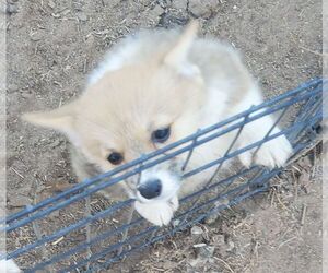 Pembroke Welsh Corgi Puppy for sale in KINGMAN, AZ, USA