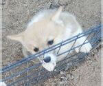 Small Photo #1 Pembroke Welsh Corgi Puppy For Sale in KINGMAN, AZ, USA