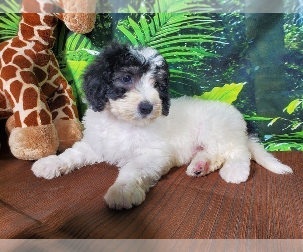 Medium Photo #4 Bernedoodle (Miniature) Puppy For Sale in COLORADO SPRINGS, CO, USA