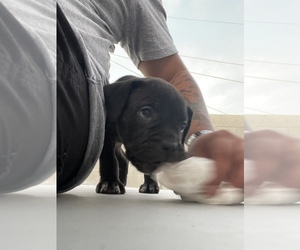 Cane Corso-Unknown Mix Puppy for sale in HEMET, CA, USA
