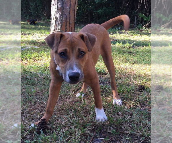 Medium Photo #3 Labrador Retriever-Unknown Mix Puppy For Sale in Royal Palm Beach, FL, USA
