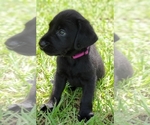 Small Photo #3 Labrador Retriever Puppy For Sale in DE LEON SPGS, FL, USA