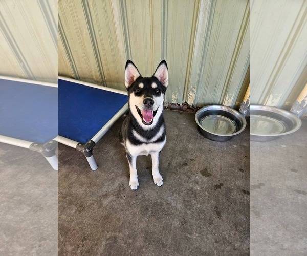 Medium Photo #1 Shiba Inu-Siberian Husky Mix Puppy For Sale in El Centro, CA, USA