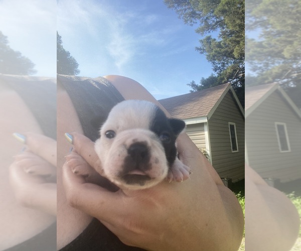 Medium Photo #10 Boston Terrier Puppy For Sale in FREDONIA, KS, USA