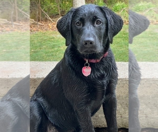 Medium Photo #17 Labrador Retriever Puppy For Sale in ORANGE, MA, USA