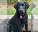 Small #16 Labrador Retriever