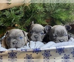 Puppy 1 French Bulldog