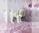 Small Photo #38 Aussie-Poo-Goldendoodle Mix Puppy For Sale in COMMERCE, MI, USA