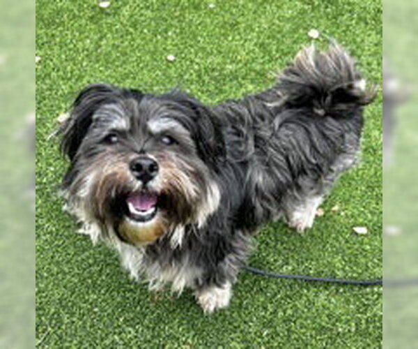 Medium Photo #1 Maltese Puppy For Sale in Salinas, CA, USA