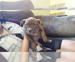American Bully Puppy for sale in BELLEVUE, WA, USA