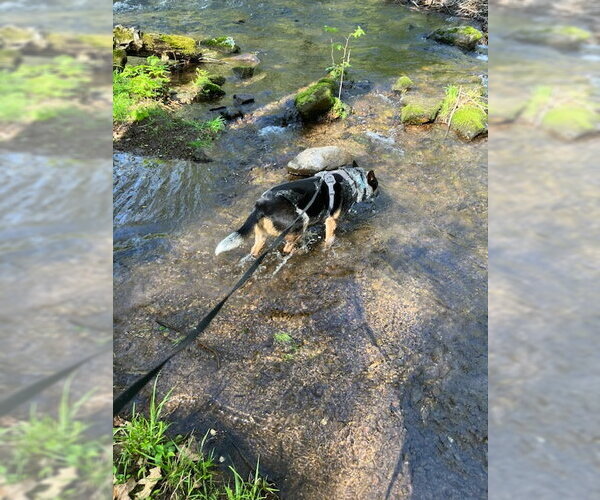 Medium Photo #3 Mutt Puppy For Sale in Garden City, NY, USA