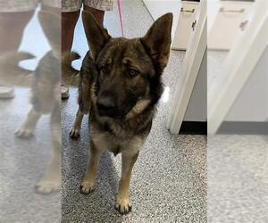 German Shepherd Dog Dogs for adoption in Palmetto, FL, USA