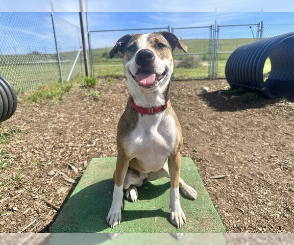 Medium Photo #2 American Pit Bull Terrier-Unknown Mix Puppy For Sale in McKinleyville, CA, USA