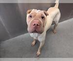 Small Chinese Shar-Pei