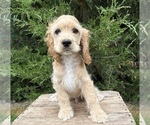 Small #3 Cocker Spaniel