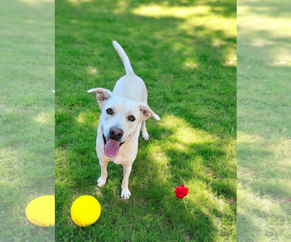 Medium Photo #6 Labrador Retriever Puppy For Sale in McKinney, TX, USA