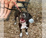 Small #10 Labrador Retriever Mix