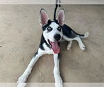 Small #1 Siberian Husky