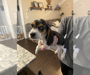 Beagle Puppy for sale in MINT HILL, NC, USA