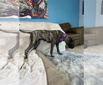 Small #6 Mastiff Mix