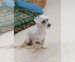 Small #3 Shih Tzu Mix