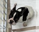 Small Photo #8 French Bulldog Puppy For Sale in VILLA PARK, IL, USA