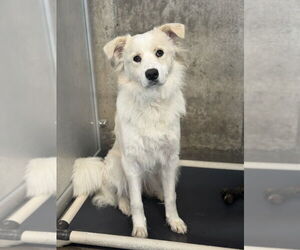 Great Pyrenees-Unknown Mix Dogs for adoption in Oak Bluffs, MA, USA