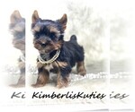 Small #5 Yorkshire Terrier