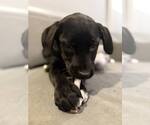 Small #2 Labrador Retriever Mix