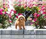 Small Photo #7 Cavapoo Puppy For Sale in WARSAW, IN, USA