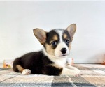 Small Pembroke Welsh Corgi