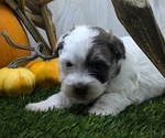 Puppy Apollo Havanese